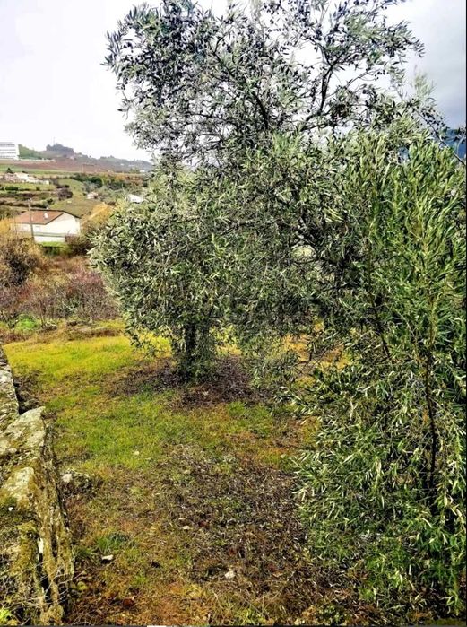 Quinta com 13.625 m² em Cepões - Lamego, junto à A24