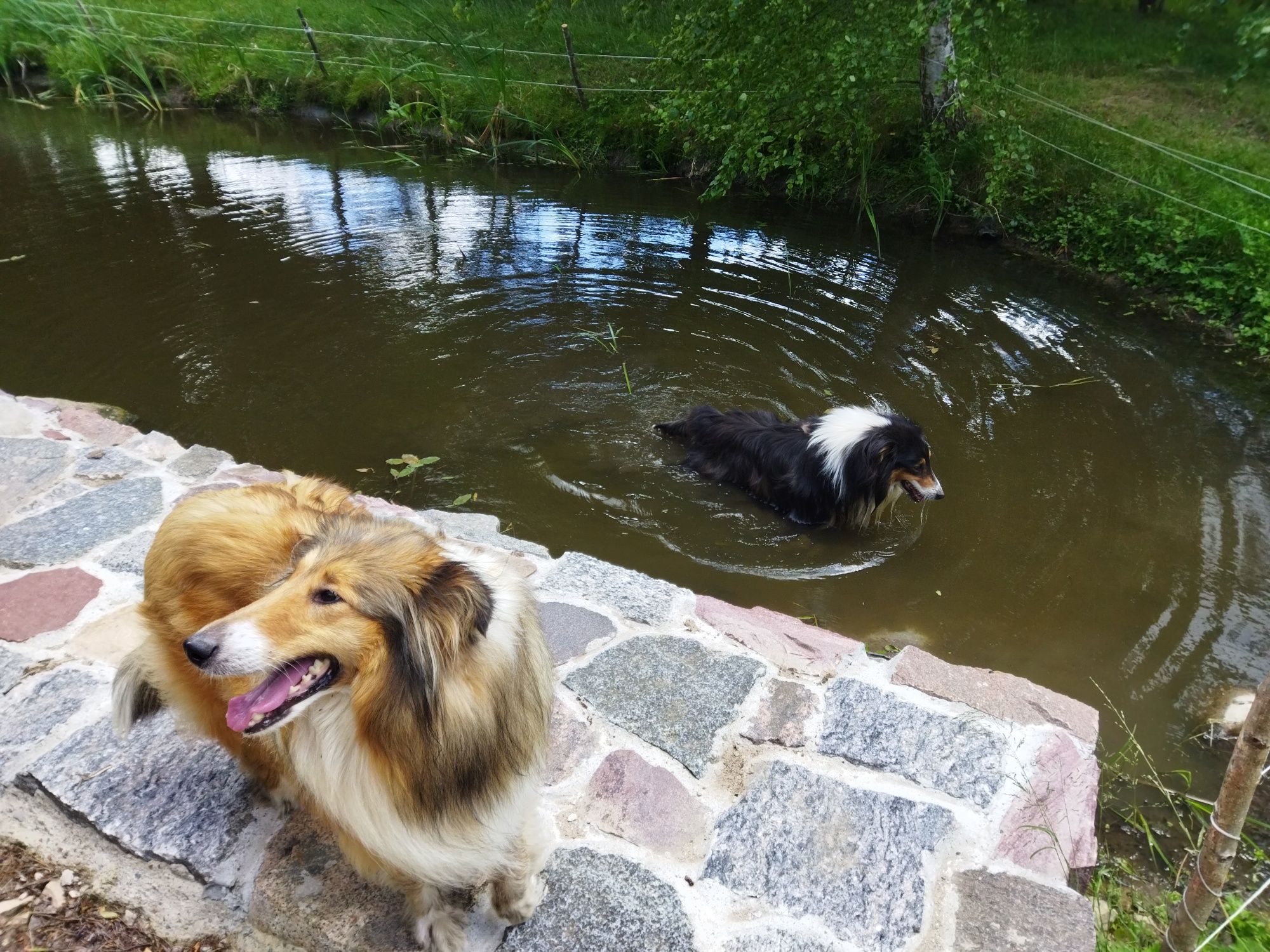 Owczarek szkocki collie długowłosy
