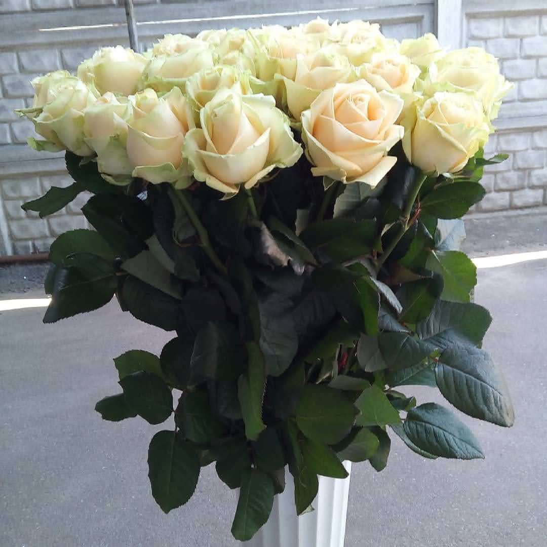 Розы  Троянди в наличии.
