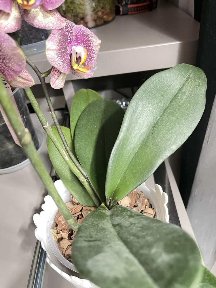 Орхидея Тулон