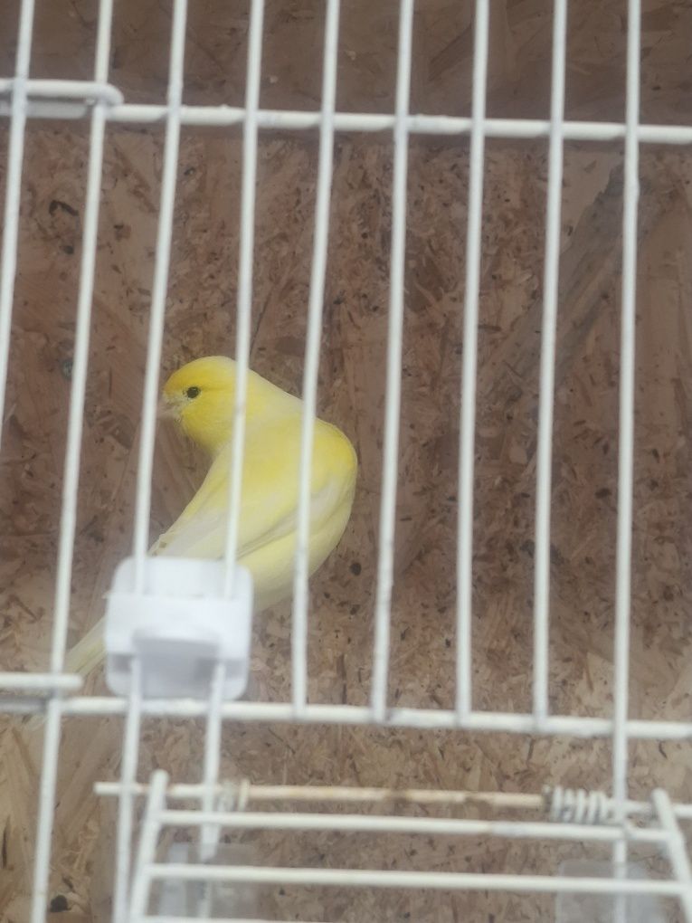 Canario macho amarelo 2024