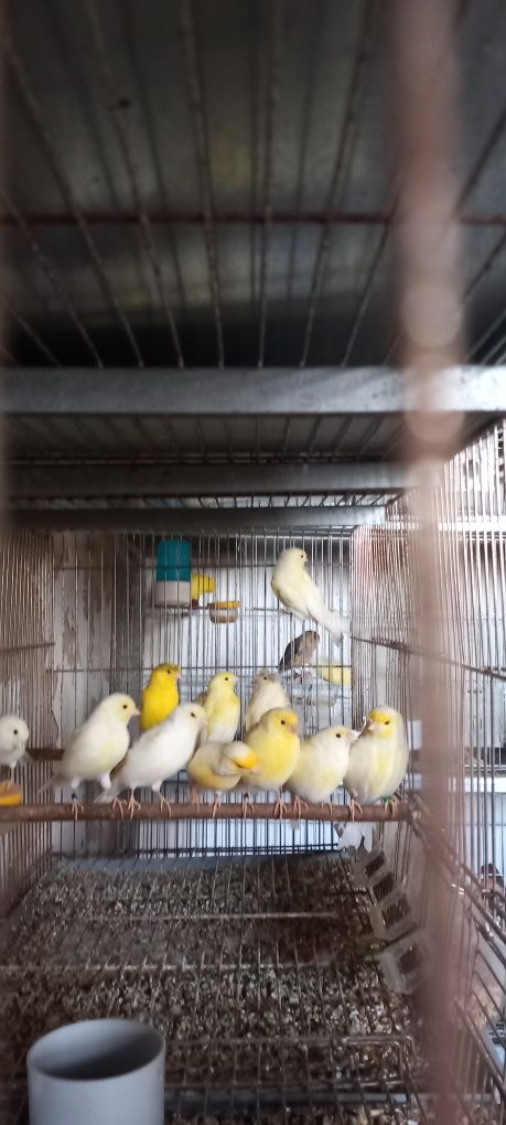 Canários amarelo intenso