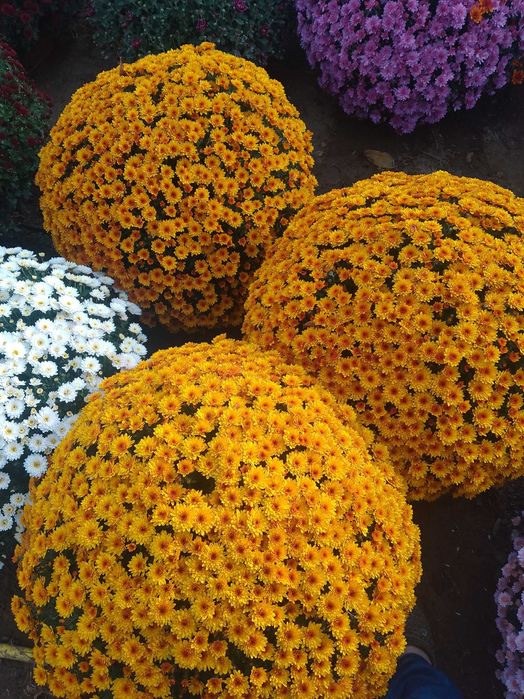 Chryzantemy drobnokwiatowe