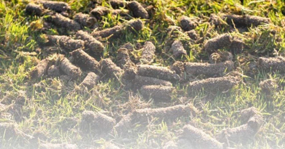 aerator rurkowy ręczny kolce widły napowietrzania trawnika new 2025