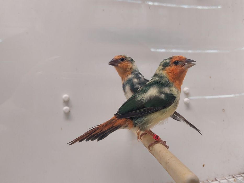 Casal de papagaios malhados