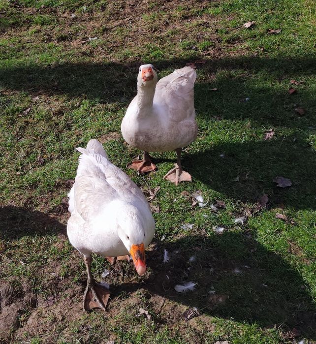 Sprzedam gęsi i brojlery