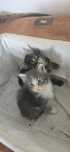 Maine coon kotka kocurek