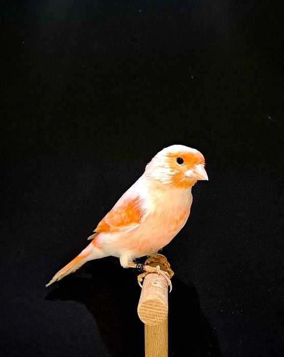 kanarki mozaika czerwona samce,samice