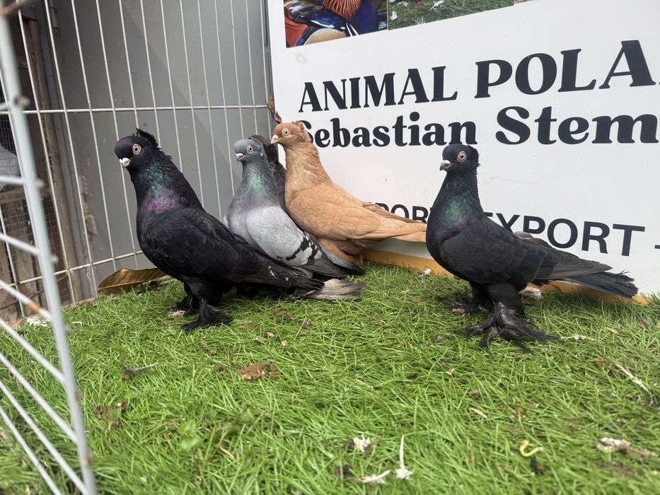 Gołębie. Wywrotki. Wywrotka. Możliwy transport