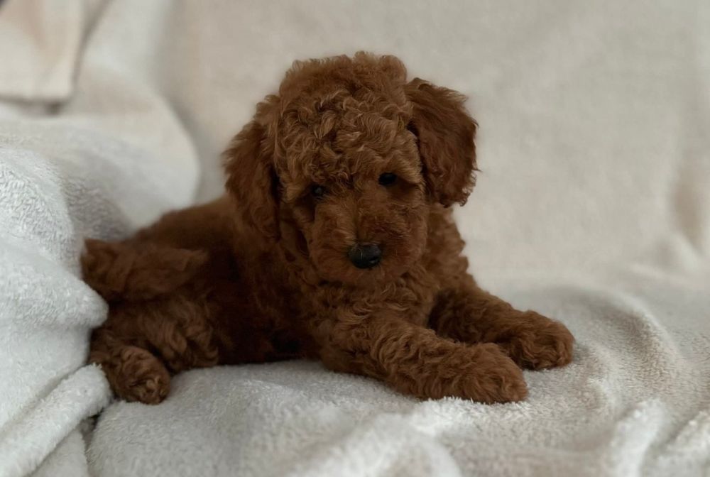 Малиш.той пудель Ред браун