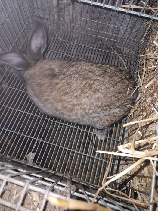 Coelhos caseiros para criação ou carne pequenos ou grandes