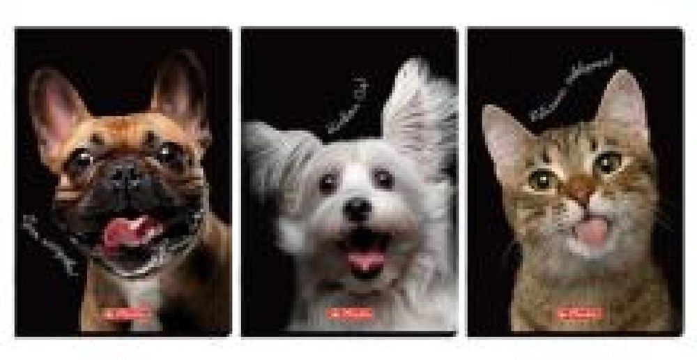 Zeszyt A4/60K kratka z marginesem Animals (5szt) HERLITZ folia,