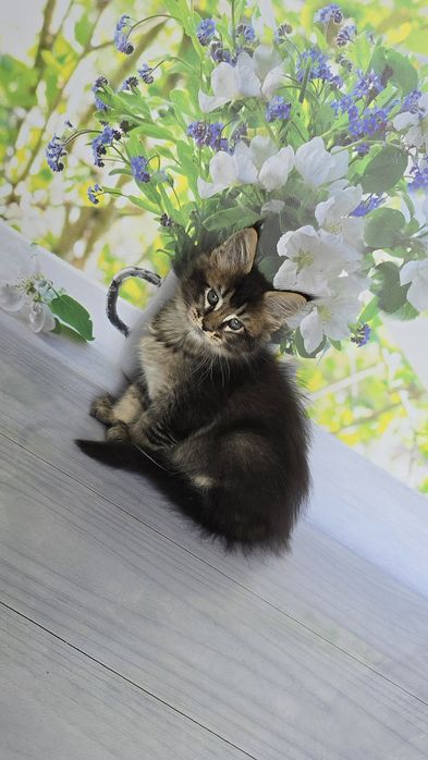 Бегемот и Арабеска