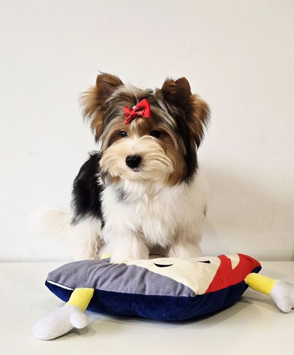 Wyjątkowa wzorcowa dziewczynka BIEWER Yorkshire Terrier Yorki DO odbio