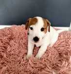 ZKwP piesek gładkowłosy Jack Russell Terrier ZKwP FCI