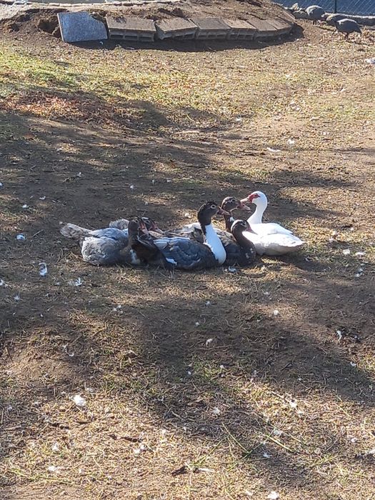 Faisões,  gansos, patos mudos e perus
