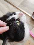 Mruczek cudowny misiak kot do adopcji