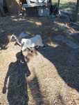 Cabrito anão macho