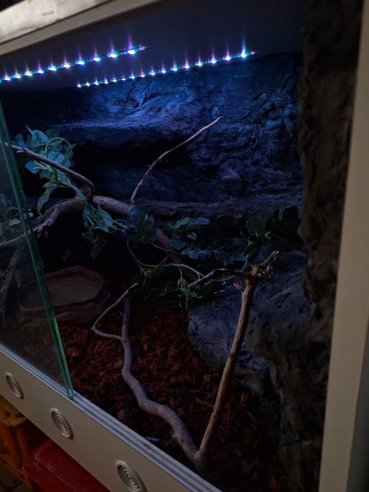 Terrarium wąż jaszczurka gekon