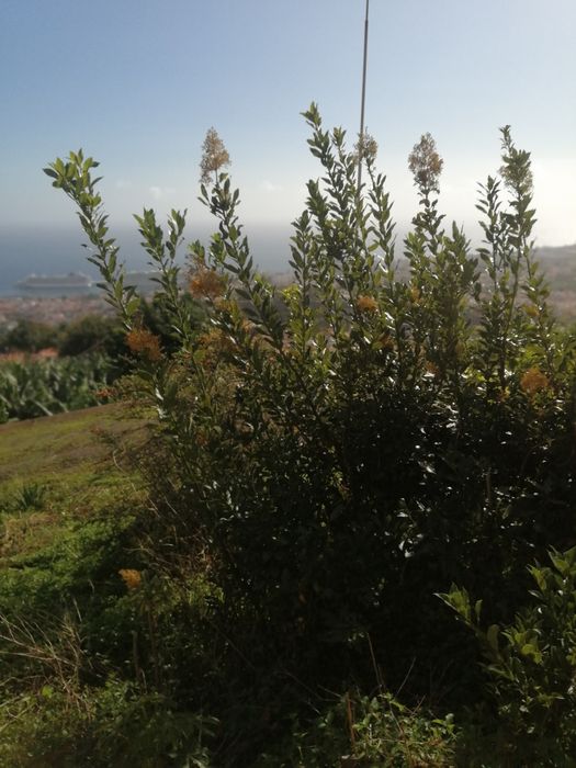 Vendo Folhas Louro, verde ou seco