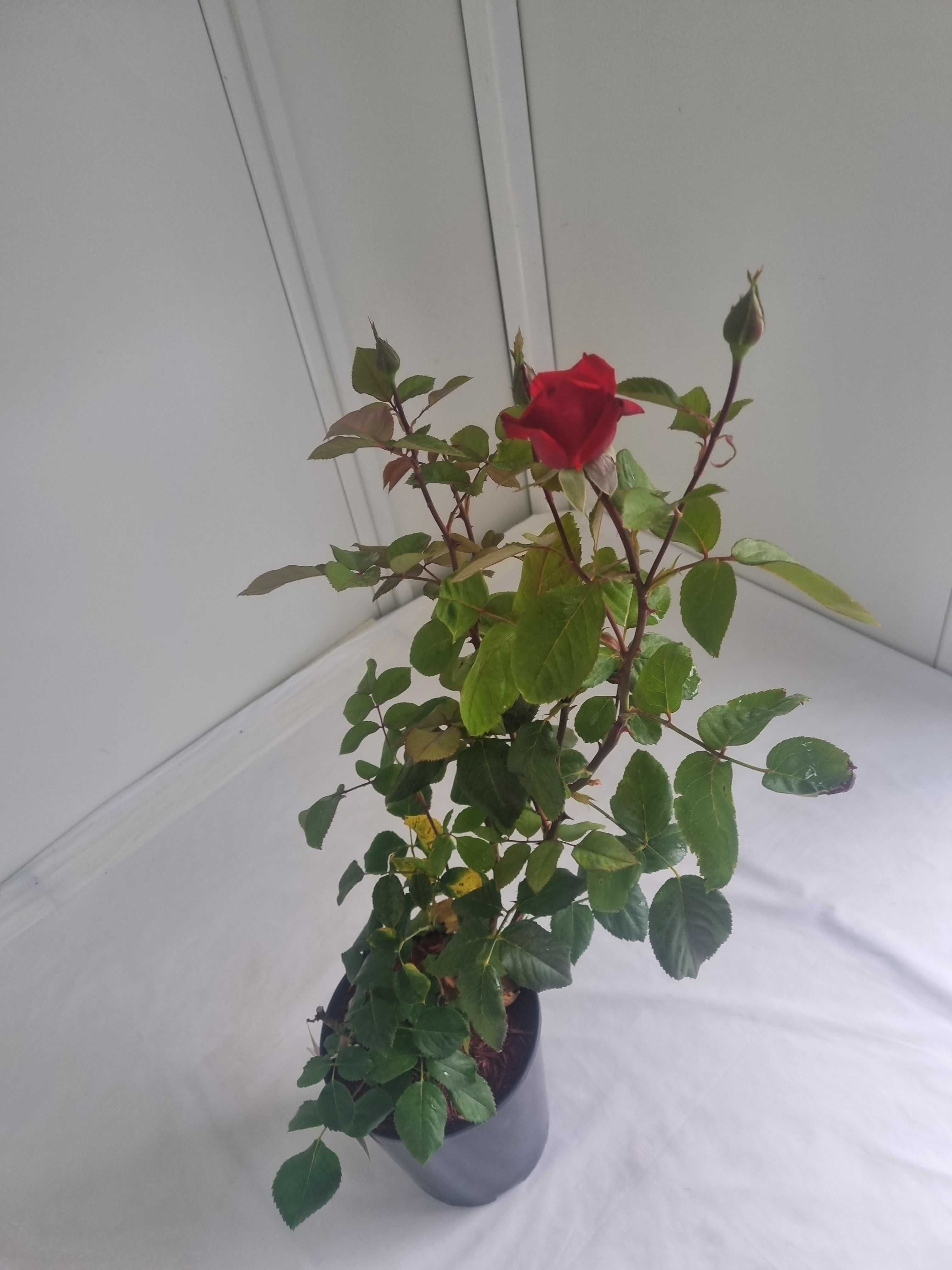 Róża Wielkokwiatowa Grande Amore – Intensywnie Czerwona, Wys. 80 cm,2L