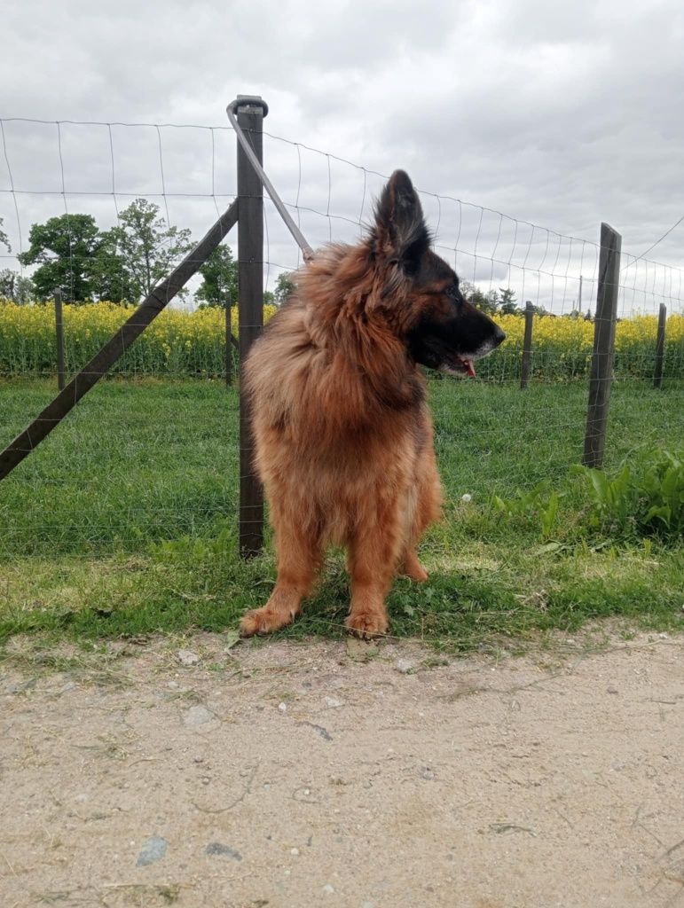 Suczka owczarek niemiecki