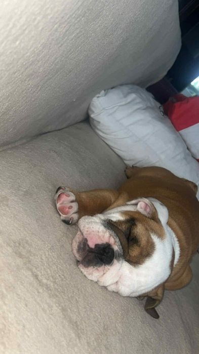 Buldog Angielski