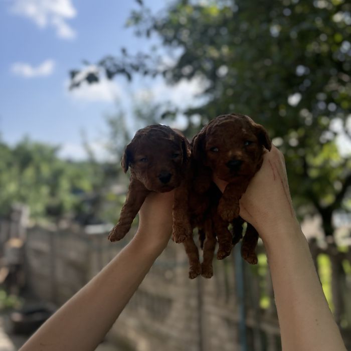 Той пуделя RED BRAUN