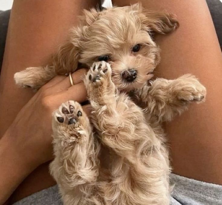 Мальтіпу — мініатюрний друг: краса, інтелект та чистота для вашої сім'