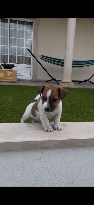 Jack Russell macho
