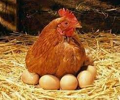 Инкубационное яйцо кур несушек Ломанн Браун