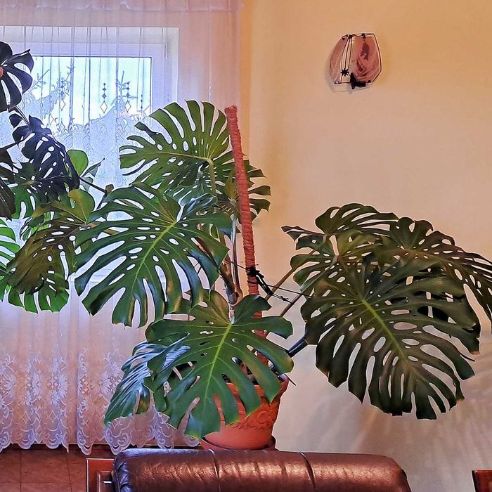 Monstera (filodendron), 1,3 m wysokości