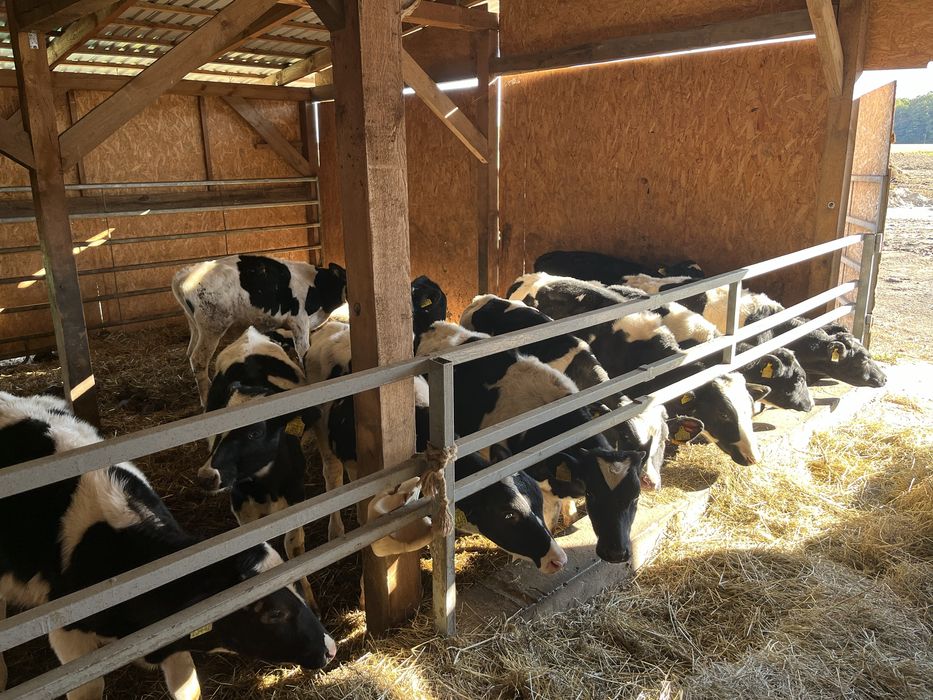 Byki ncb nowa dosatwa