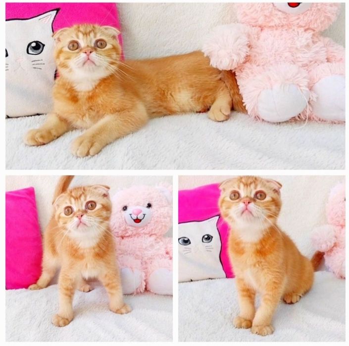 Очаровашка хлопчик Золотий висловухий котик