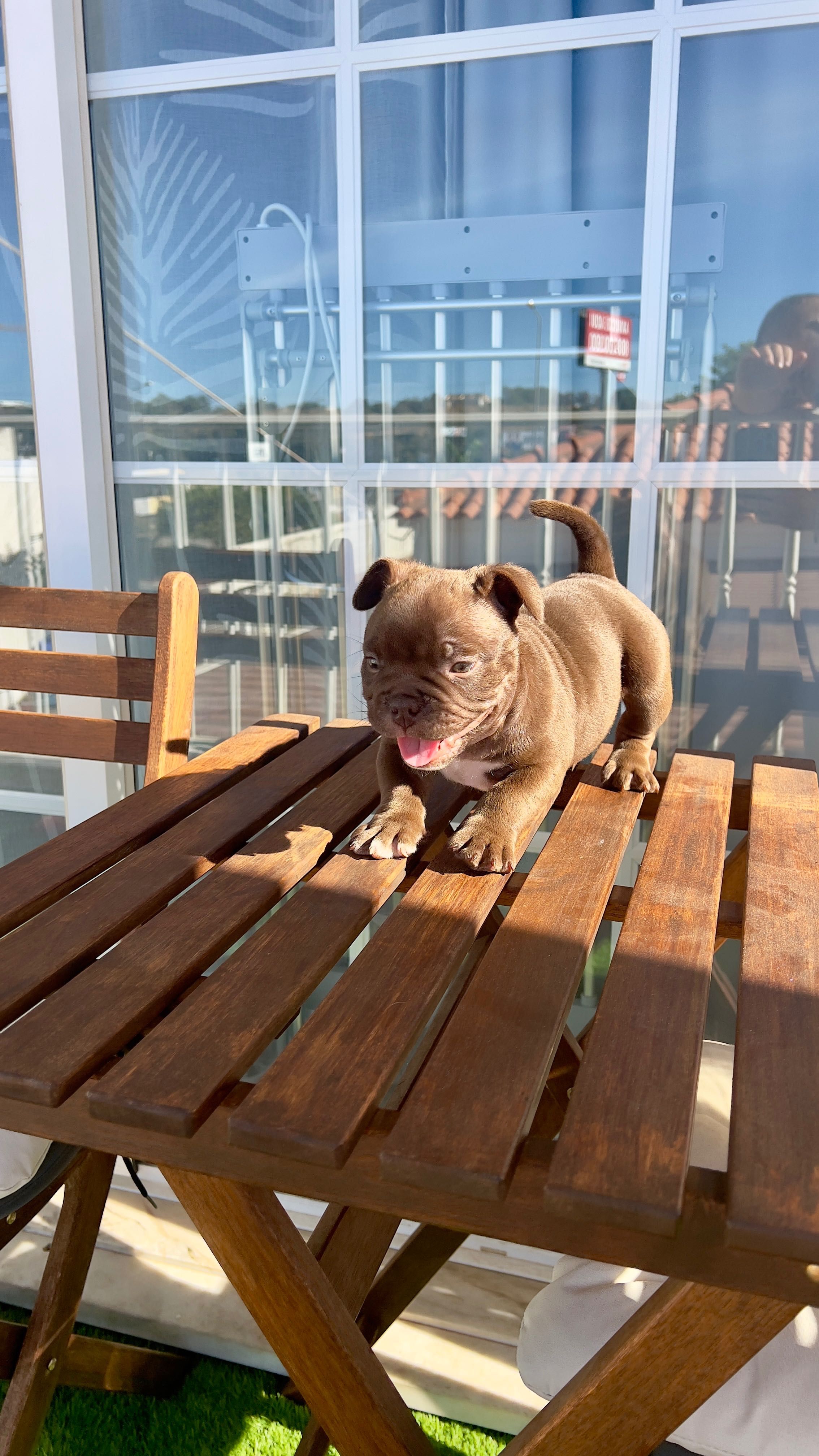 American Bully Micro Chocolate – Linhagem 2xCrow Importada
