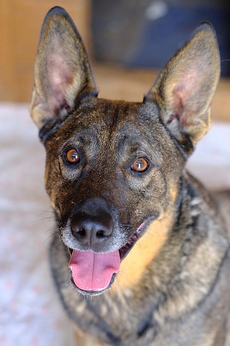 Basterek, uroczy i kochany czeka na dom