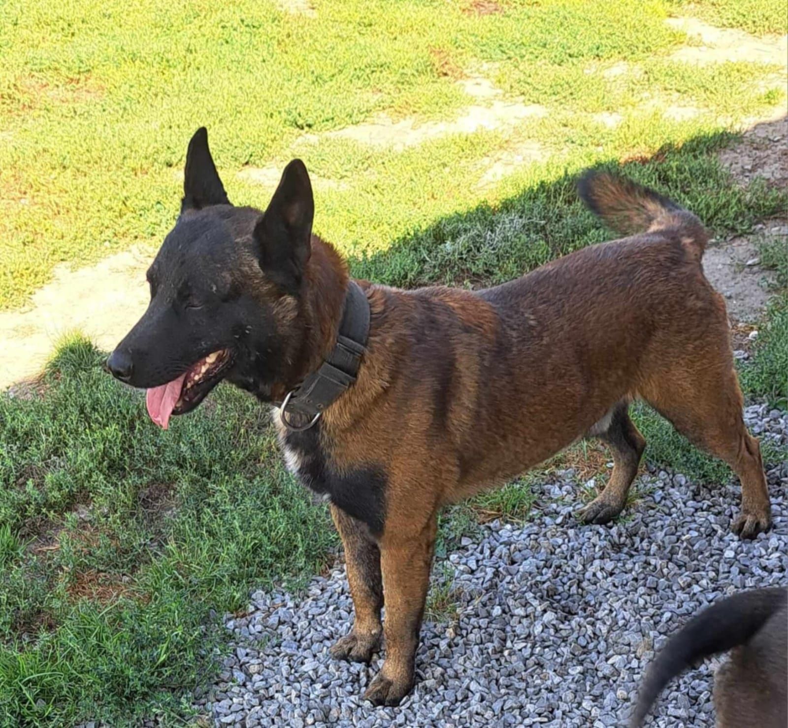 Owczarek Belgijski Malinois piesek gotowy do odbioru