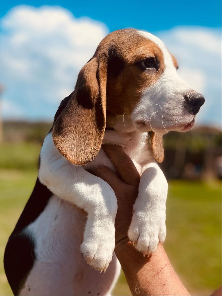 Beagle z legalnej hodowli