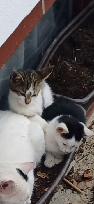 Kotek Kot kotki koty