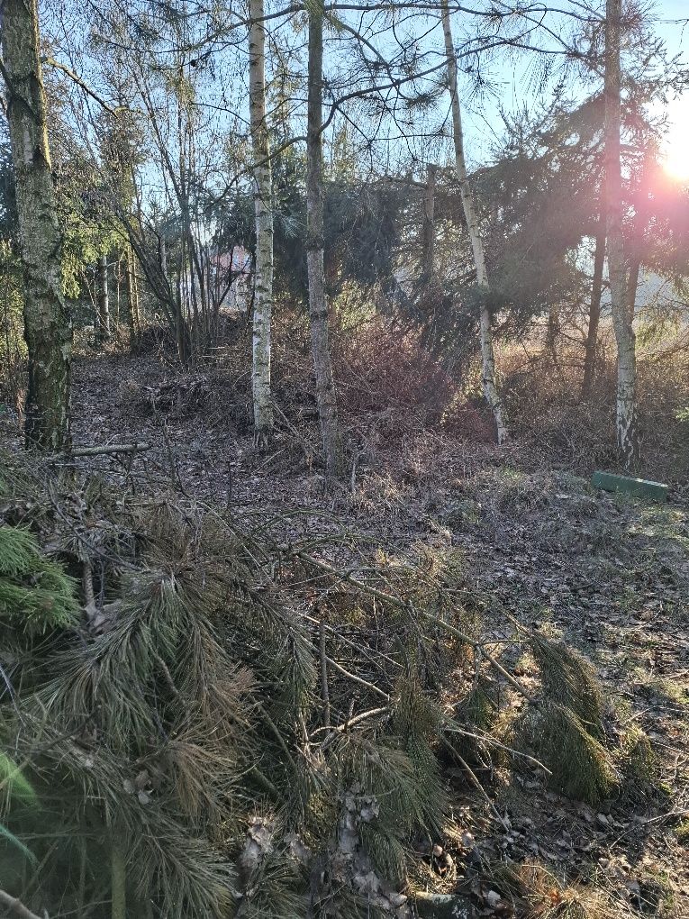 Oddam chrust i gałęzie za darmo.