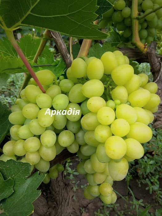 Саджанці винограду