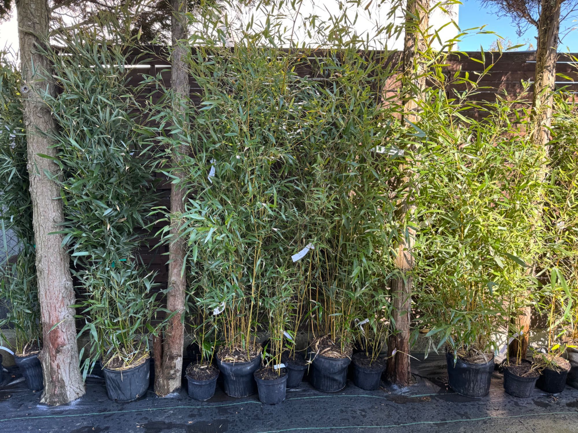 Bambusy Mrozoodporne, Fargesia, phyllostachys, zimozielone,żywopłot