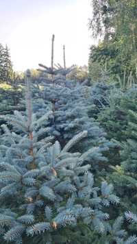 Arborystyka, Tworzenie ogrodów i pielęgnacja drzew i krzewów.