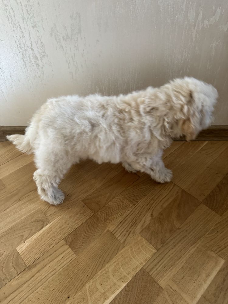 Bichpoo, poochon pies gotowy do odbioru. Pudel red, bichpn frise