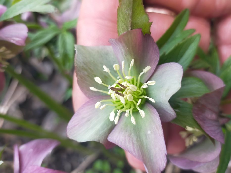 Продам Морозник.