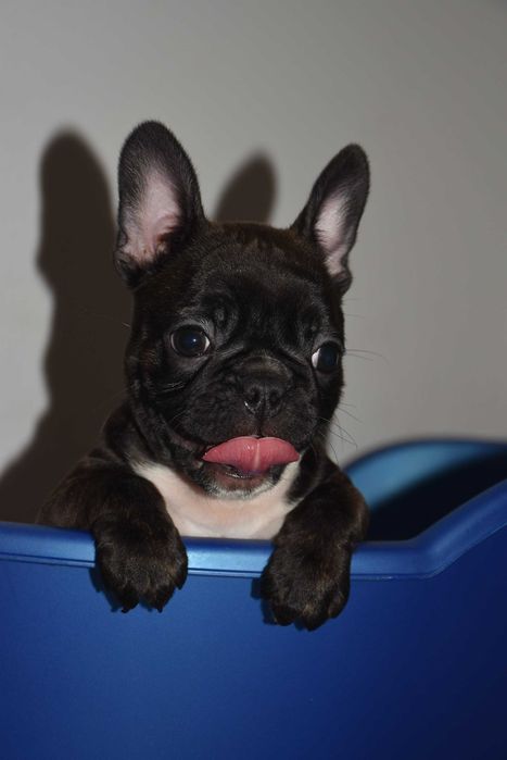 Щенки французского бульдога! Маленкие позитивчики!