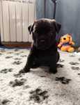 Staffordshire Bull Terrier staffik suczka