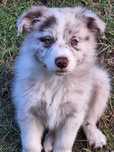 Piesek Border Collie Red Merle