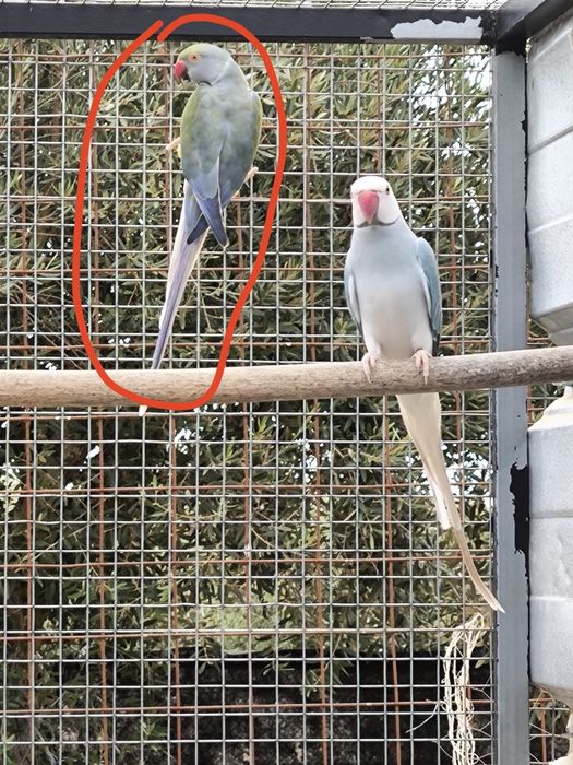 Ringneck Violeta turquesa CC