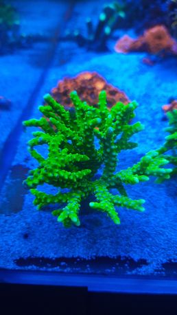 Anacropora Goldenrod akwarium morskie